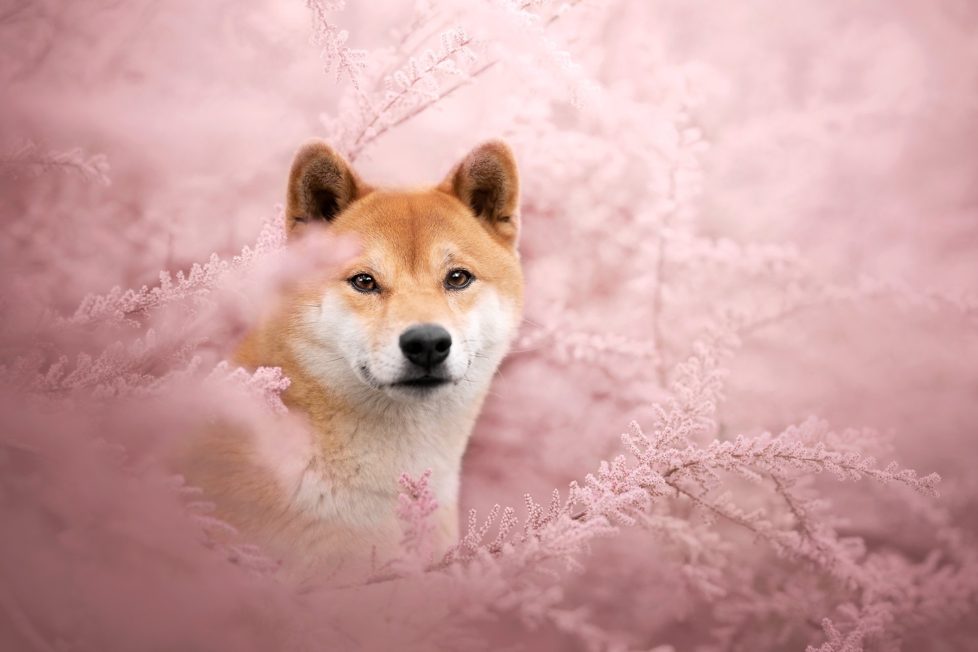 Dog 2